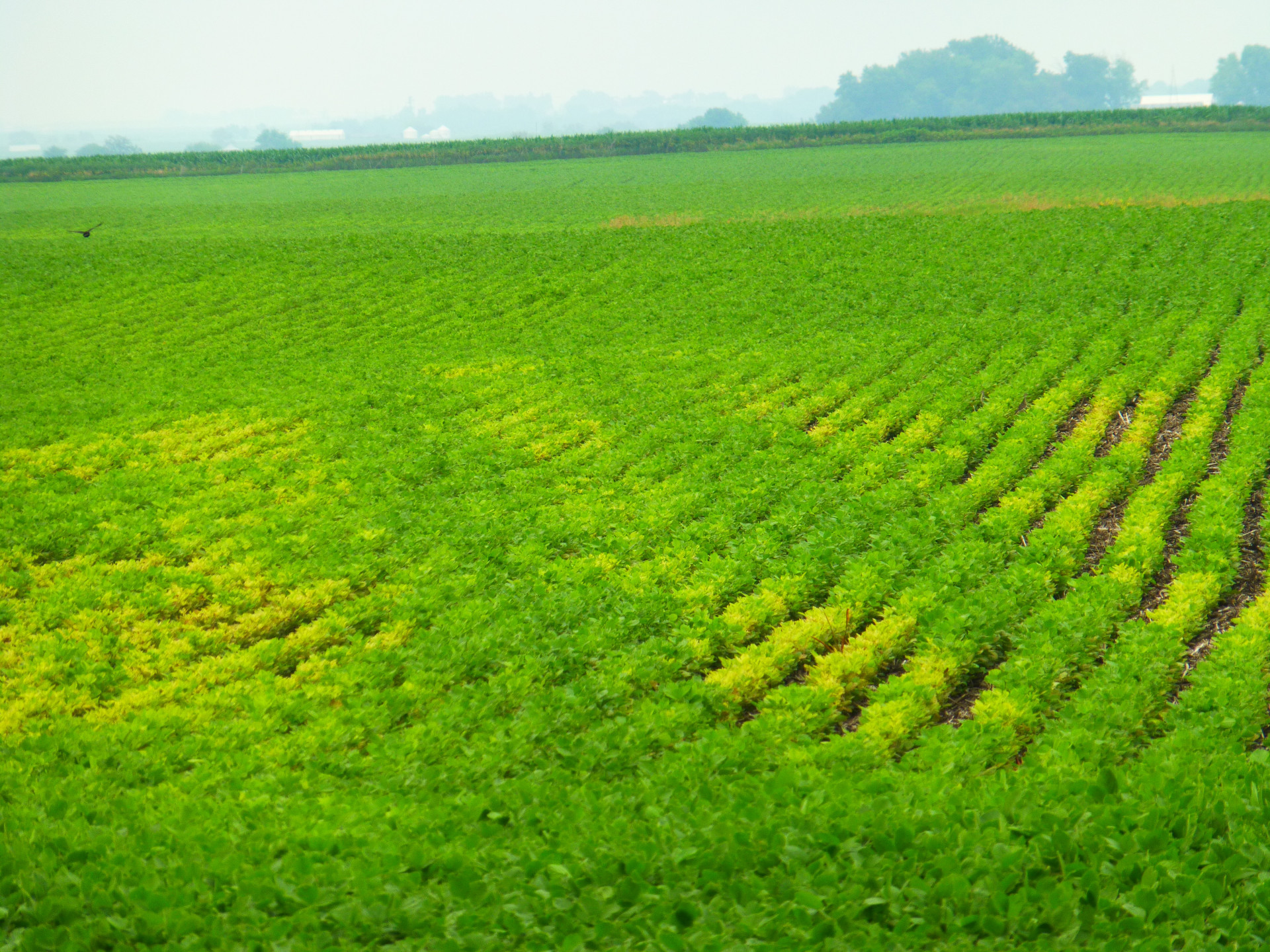 Iron (Fe) Deficiency Chlorosis (IDC) of Soybean