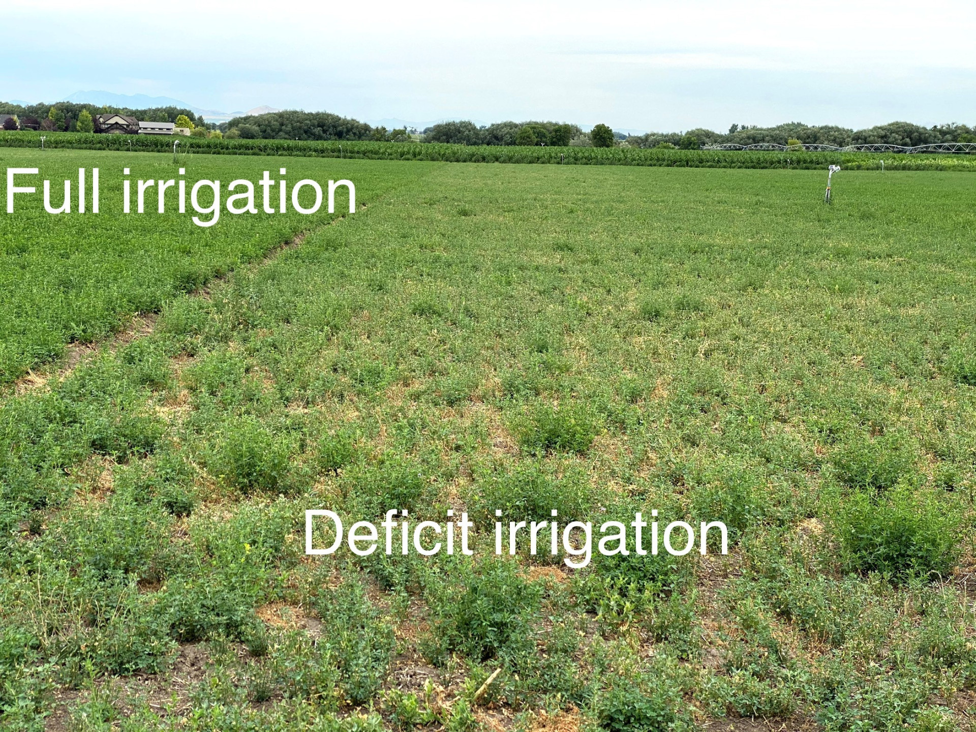 Drought in Alfalfa
