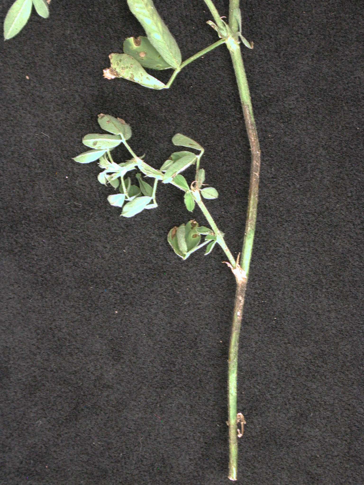 Bacterial Leaf Spot of Alfalfa