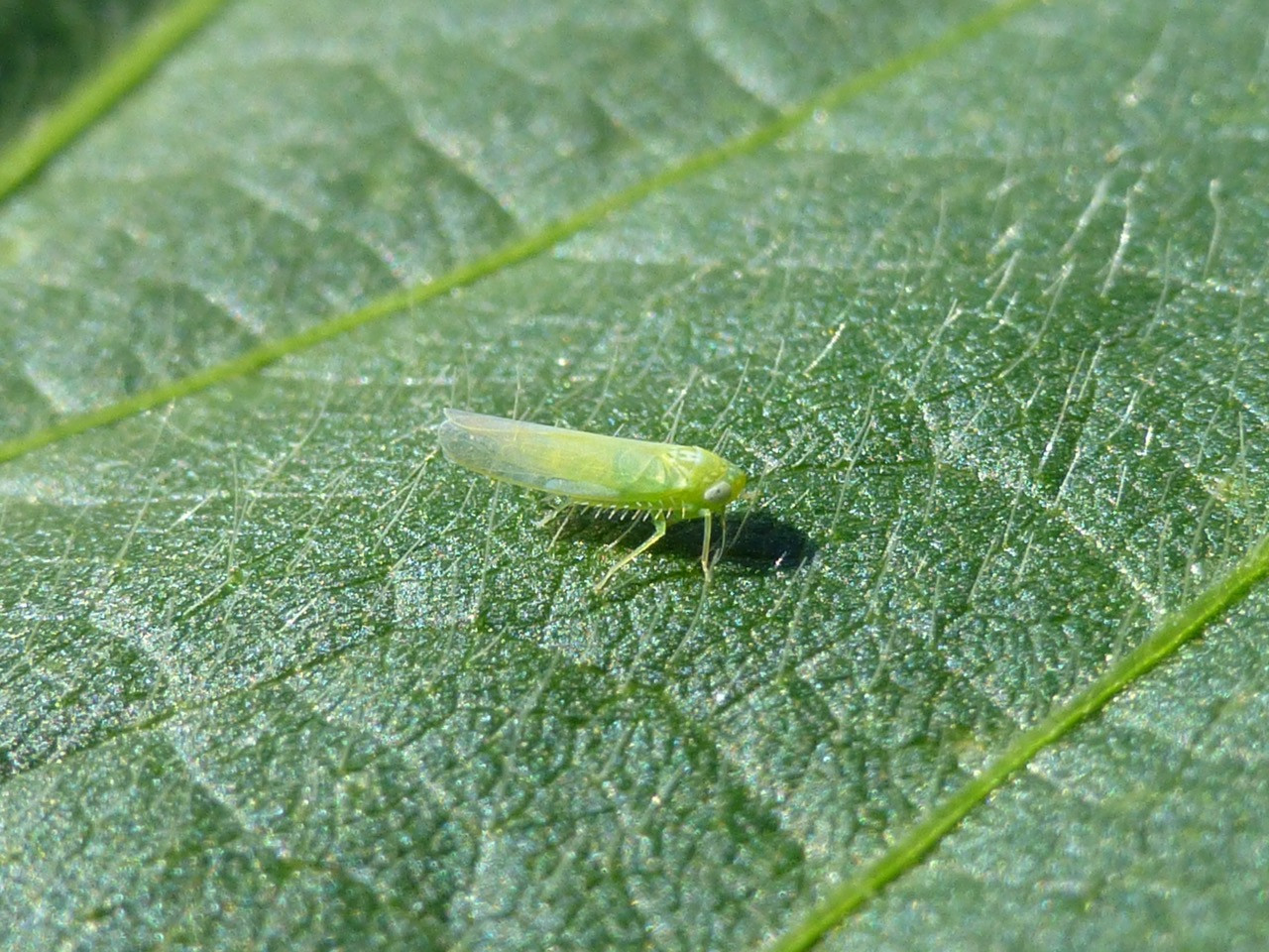 Potato Leafhopper in Soybean