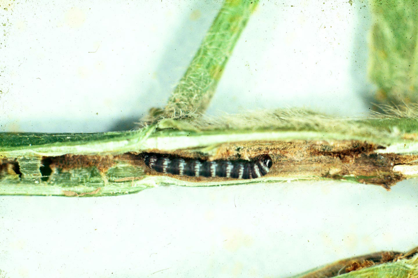 Lesser Cornstalk Borer in Soybean