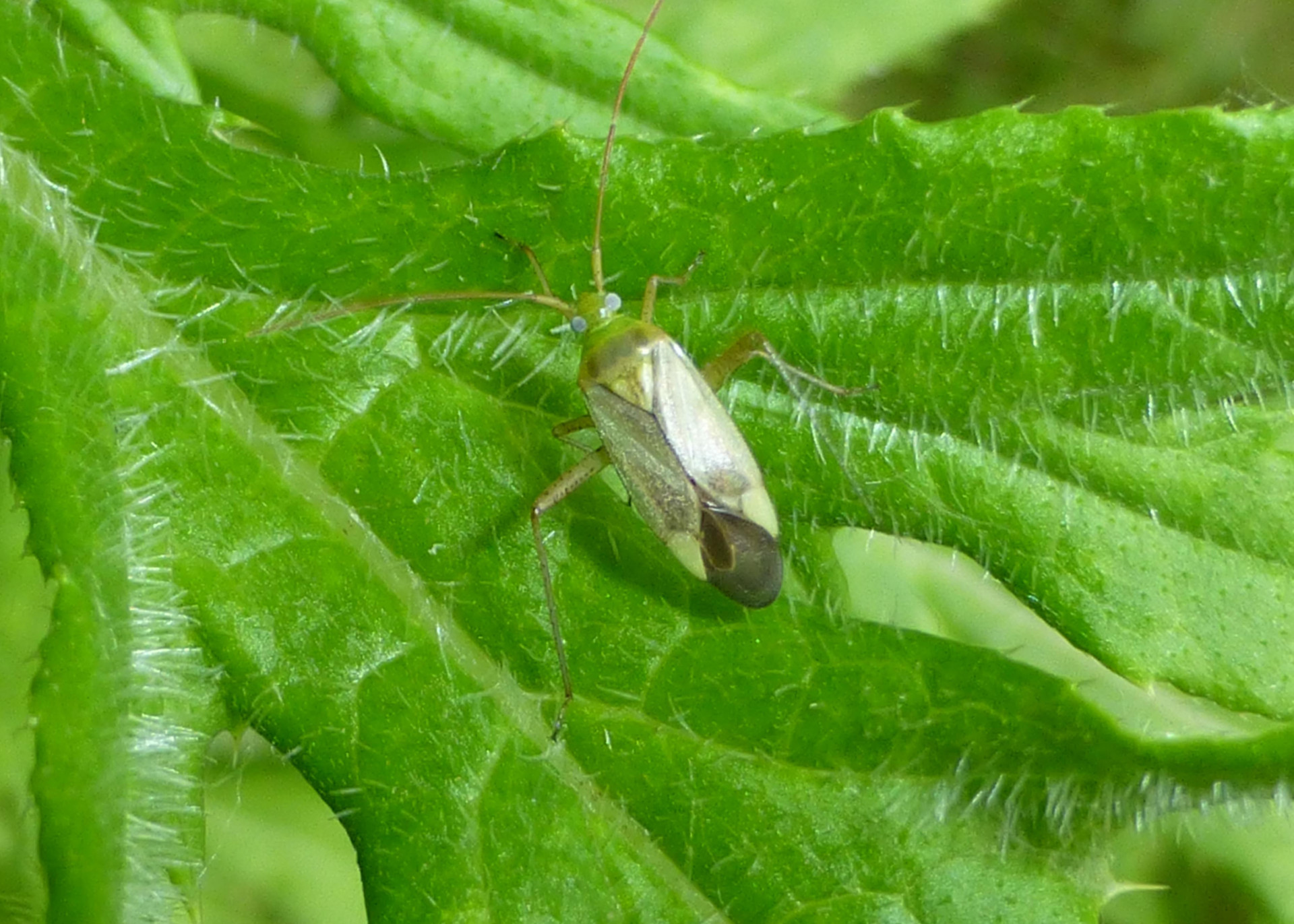 Plant Bugs in Alfalfa