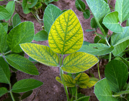 Manganese (Mn) Deficiency of Soybean