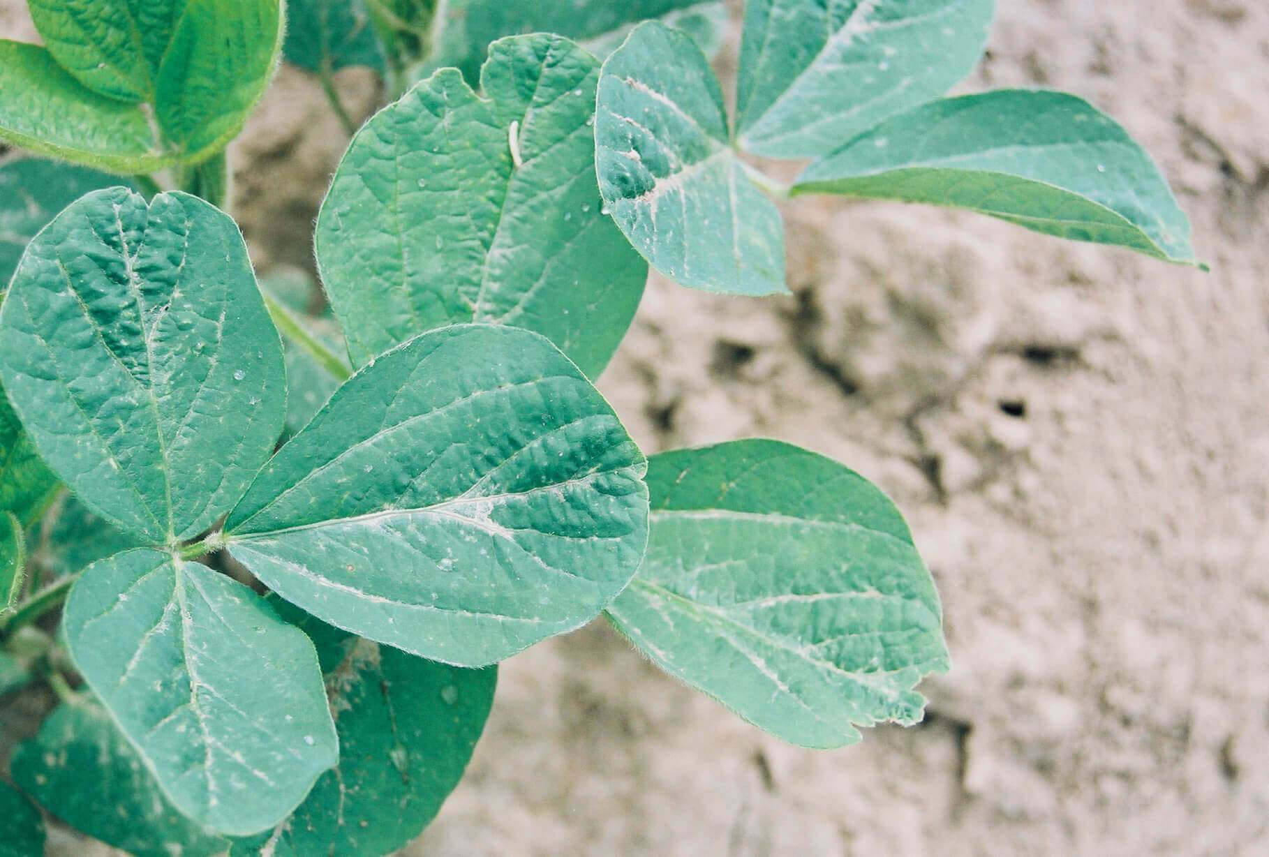Seedling Shoot Growth Inhibitor (HG 15) Herbicide Injury in Soybean