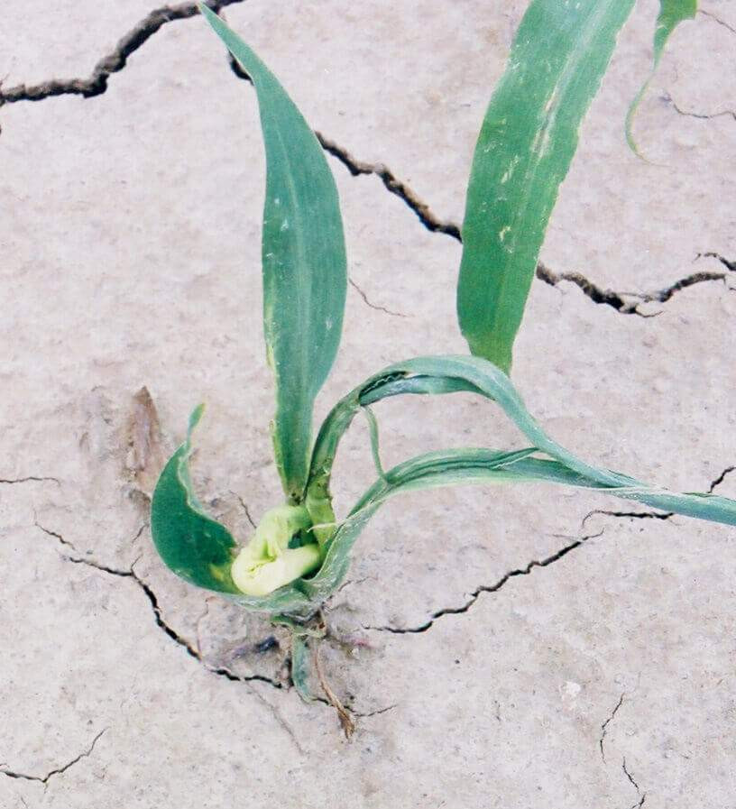 Seedling Shoot Growth Inhibitor (HG 15) Herbicide Injury in Corn