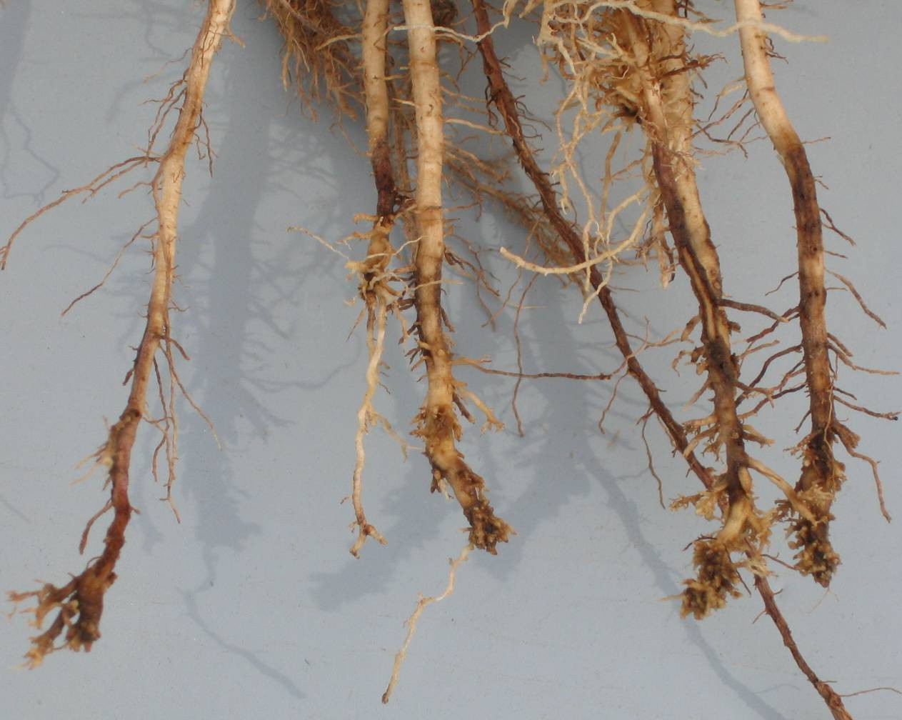 Nematodes that Feed on Corn