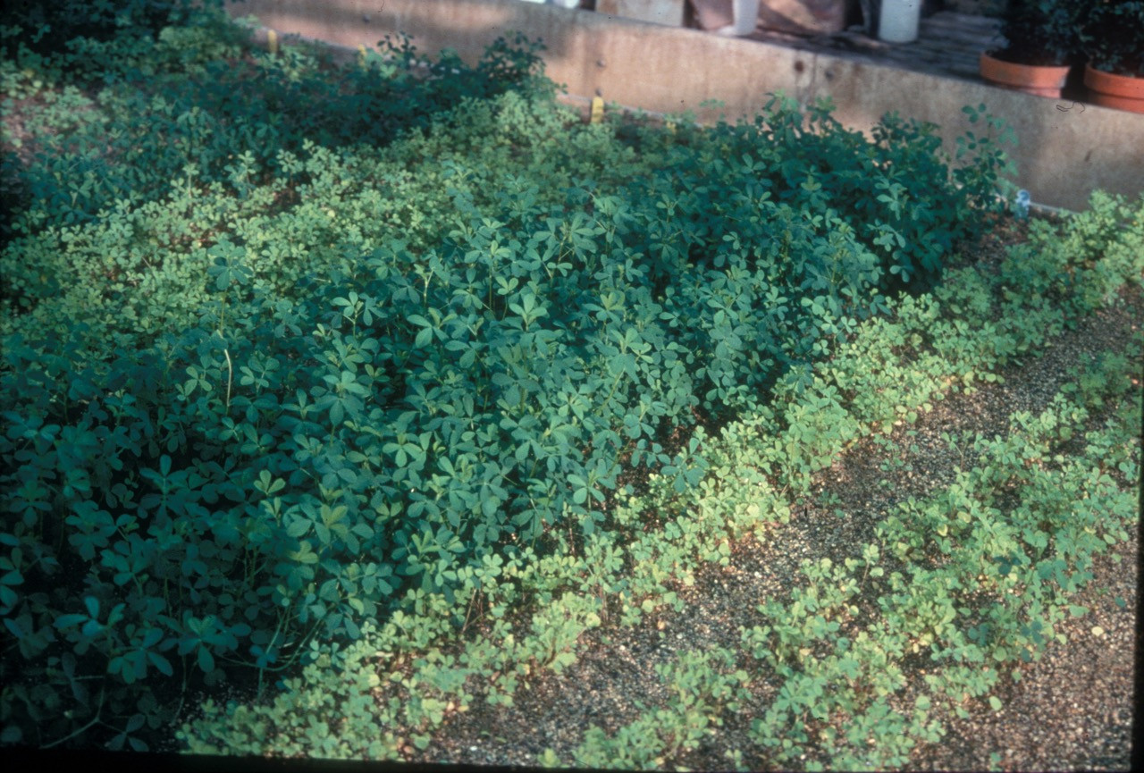 Nitrogen Deficiency in Alfalfa