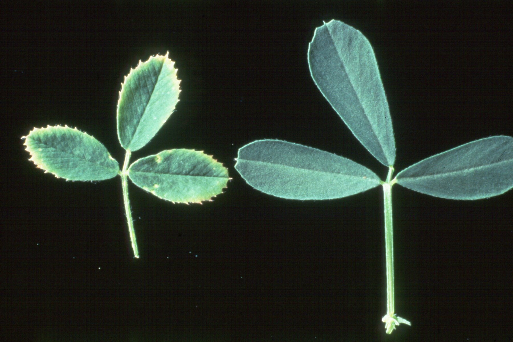Calcium Deficiency in Alfalfa