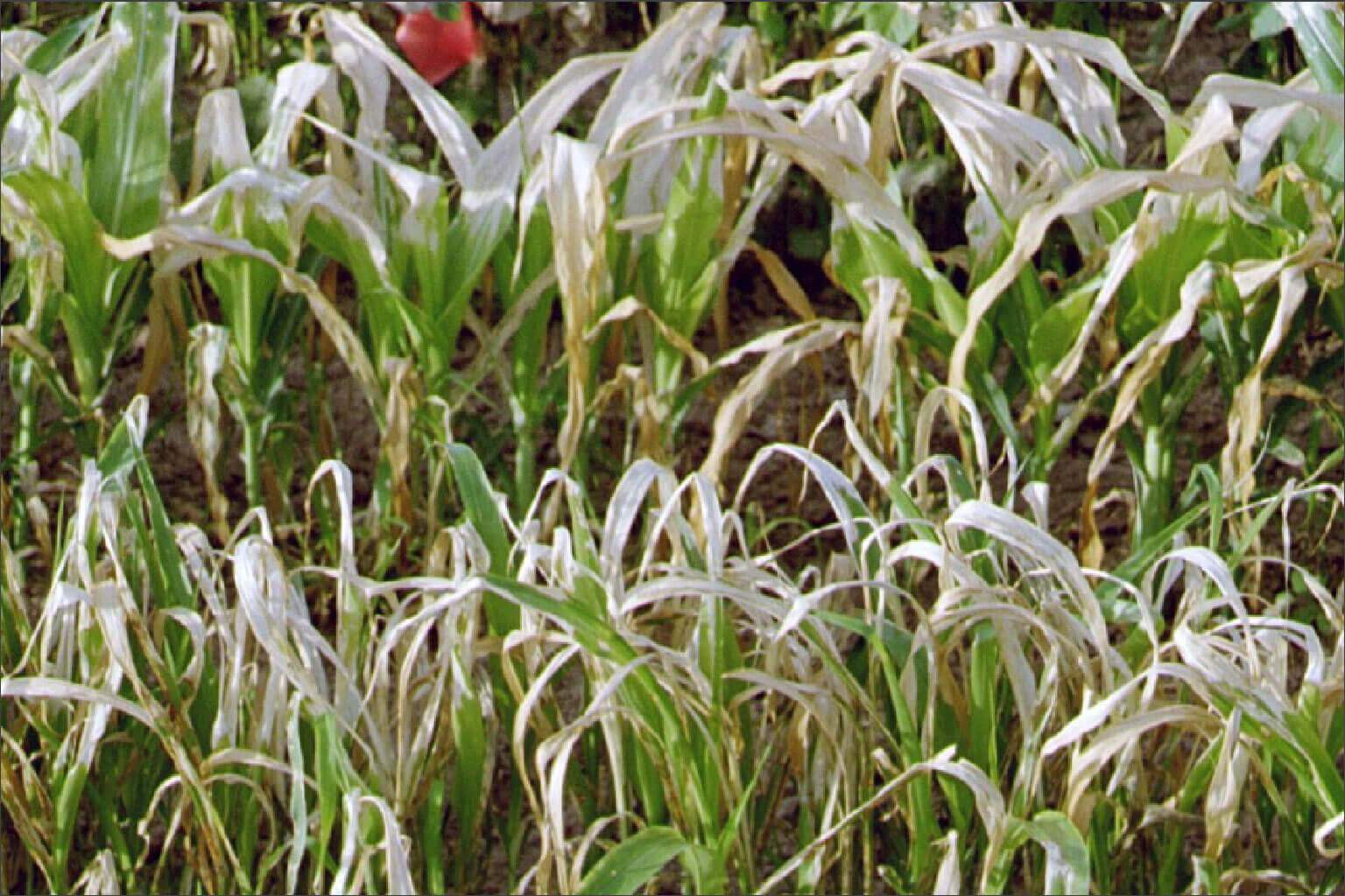 Photosystem I Electron Diverter (HG 22) Herbicide Injury in Corn