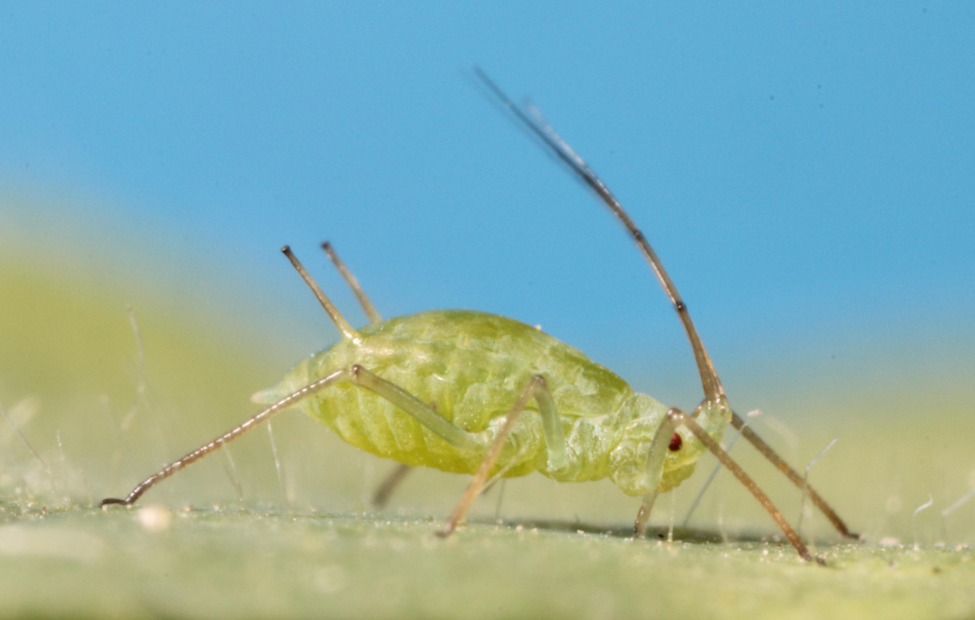 Aphids in Alfalfa