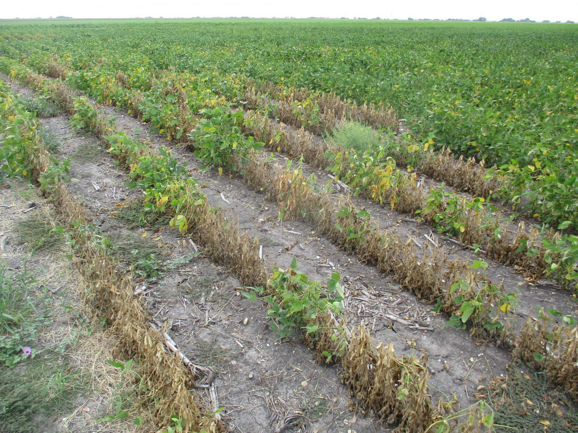 Phymatotrichum Root Rot of Soybean