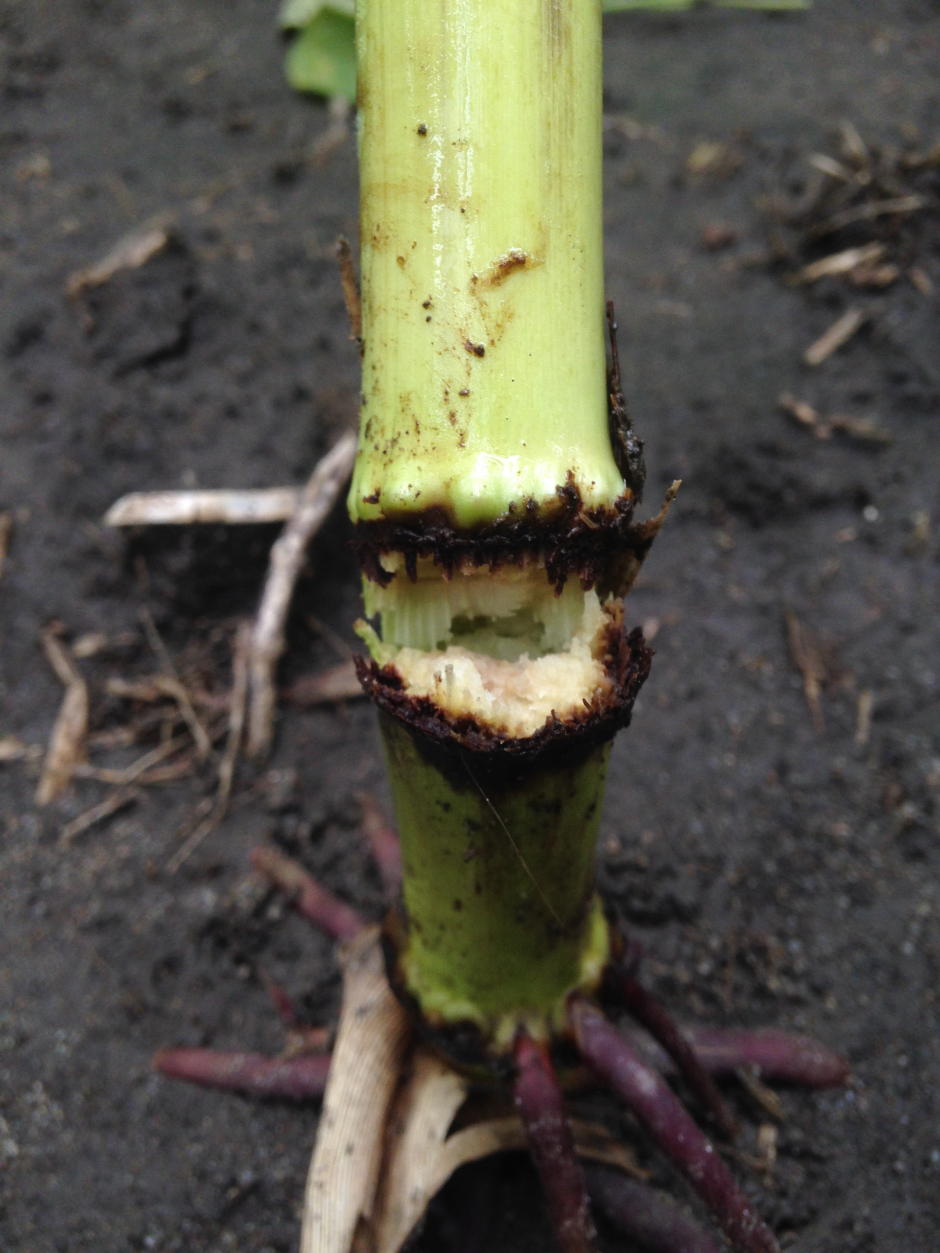 Physoderma Stalk Rot of Corn