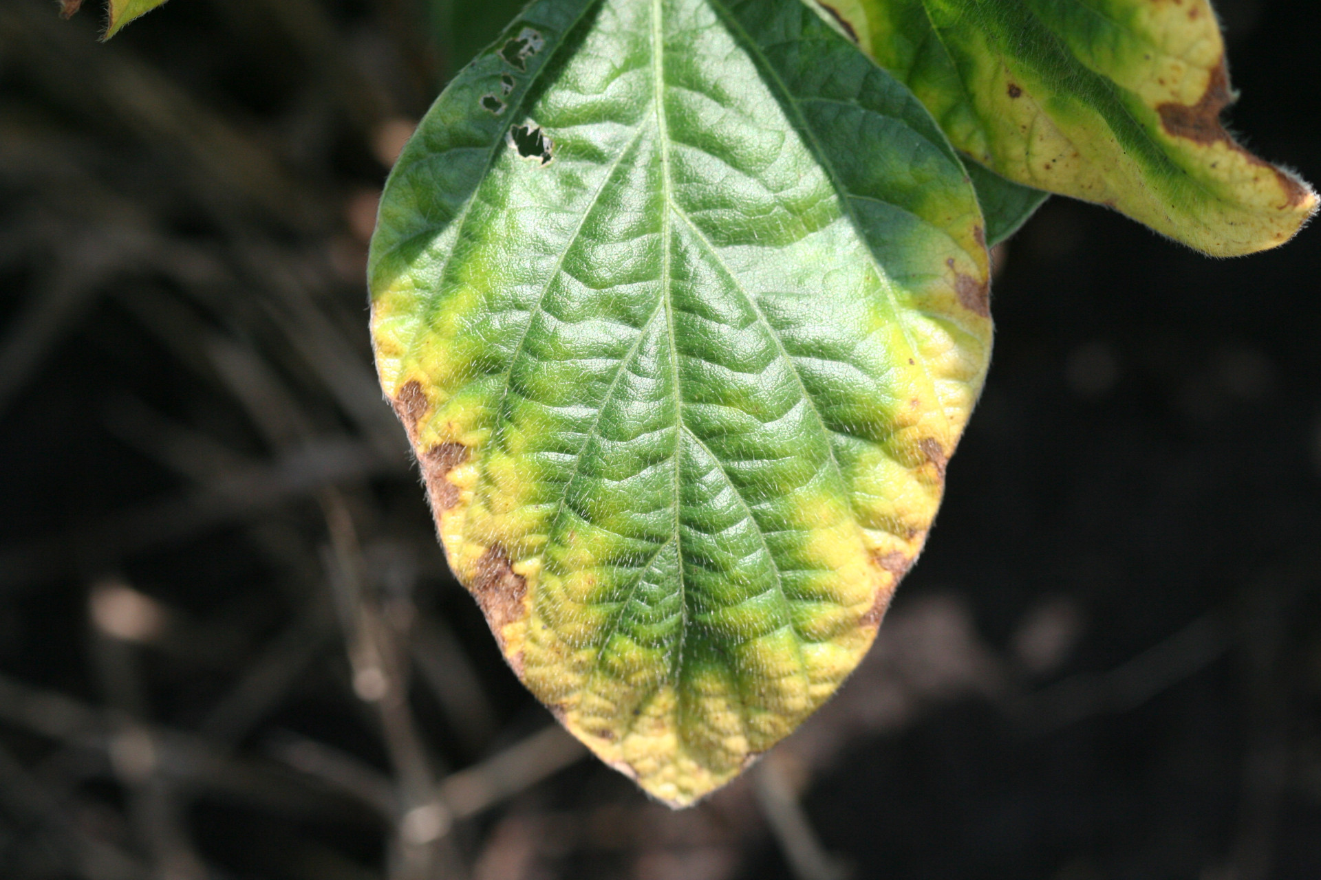 Potassium (K) Deficiency of Soybean