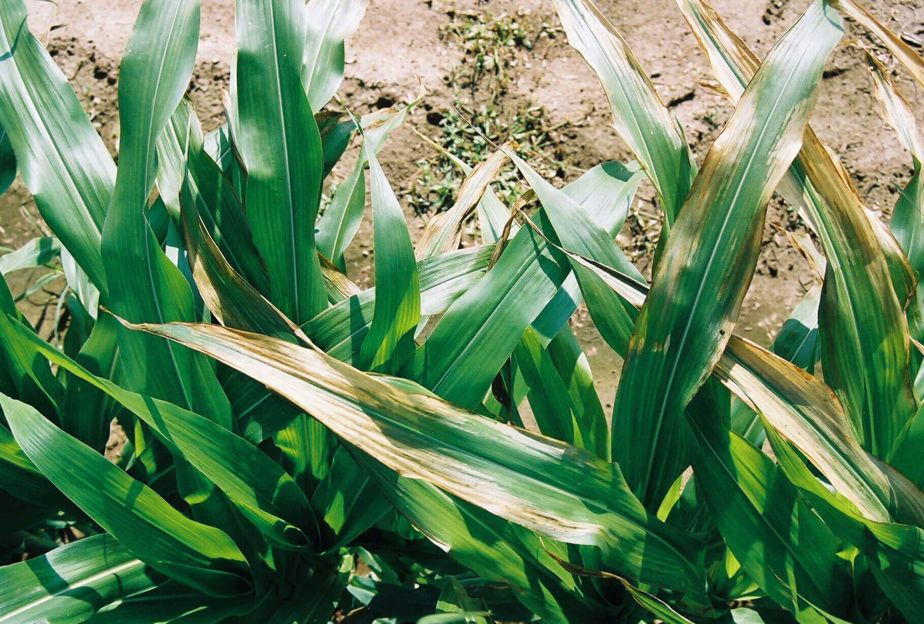 Photosystem II Inhibitor (HG 5 and 6) Herbicide Injury in Corn