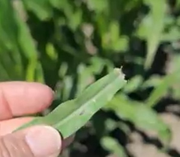 Fungicide Application Reminders to Optimize Management of Tar Spot and Return on Investment in Corn