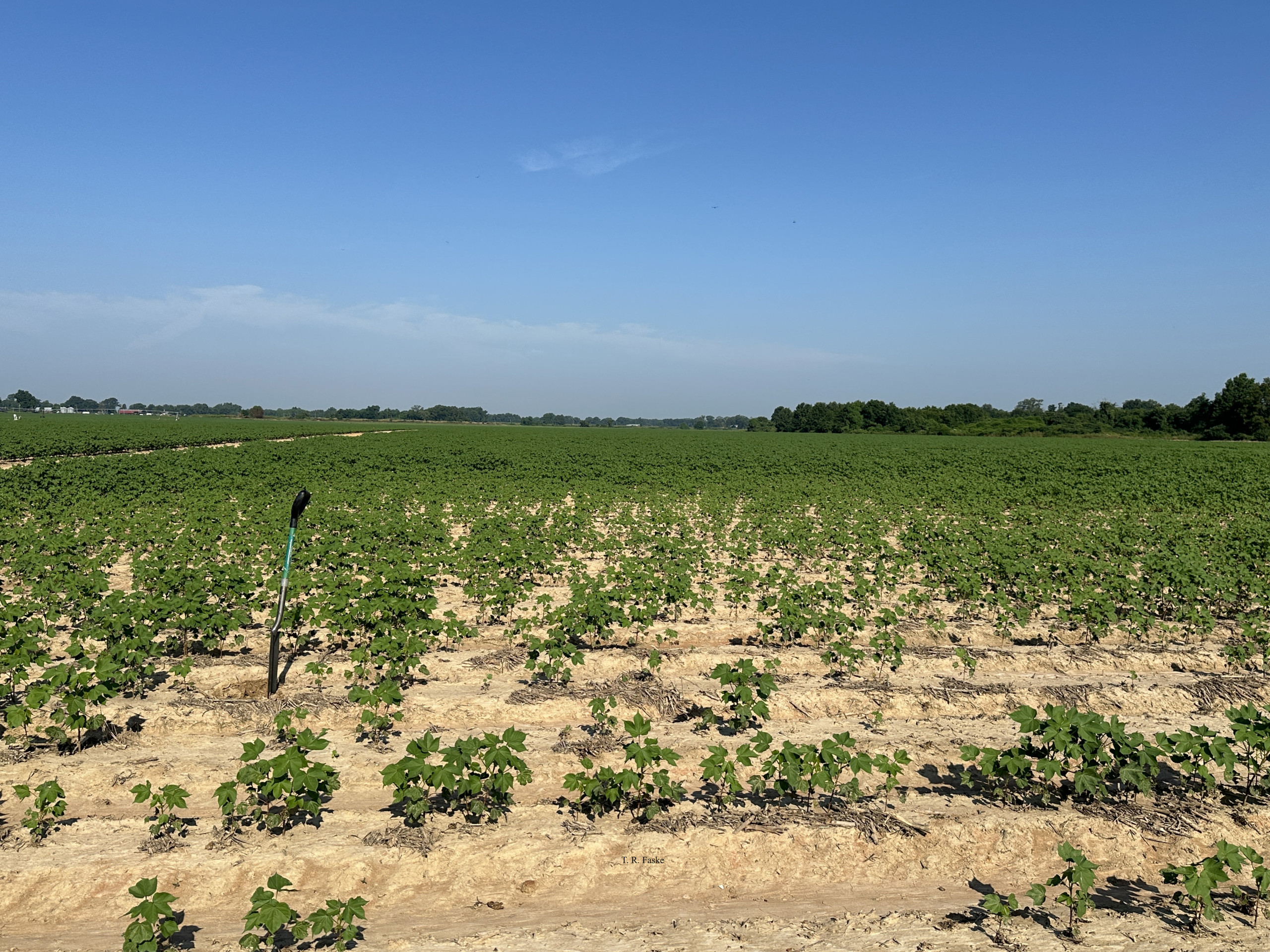 An Overview of Reniform Nematode