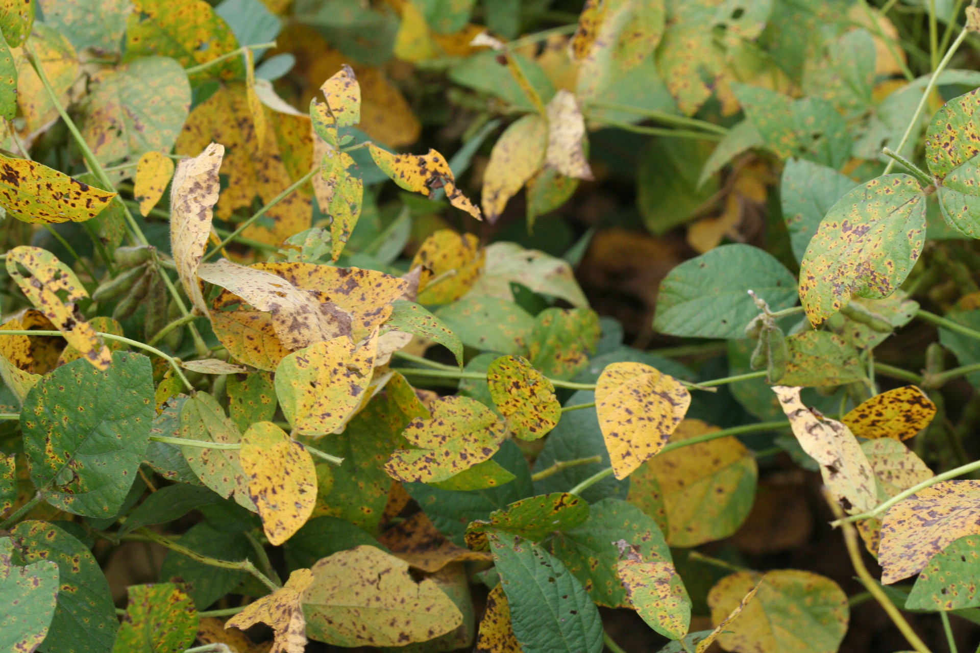 Soybean Disease Loss Estimates from the United States and Ontario, Canada — 2016