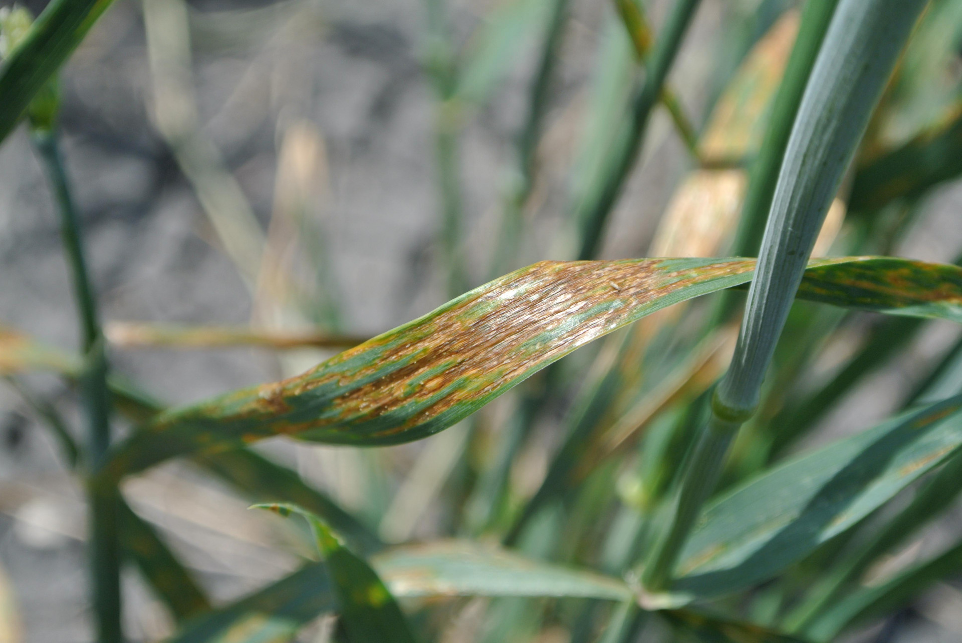 Wheat Disease Loss Estimates from the United States and Ontario, Canada — 2020