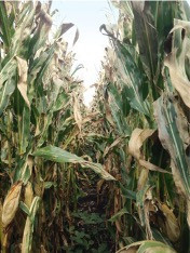 Corn Disease Loss Estimates From the United States and Ontario, Canada — 2014