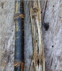 Corn Disease Loss Estimates From the United States and Ontario, Canada — 2016