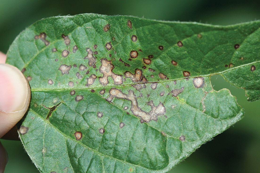 Fungicide Resistance in Field Crops FAQs