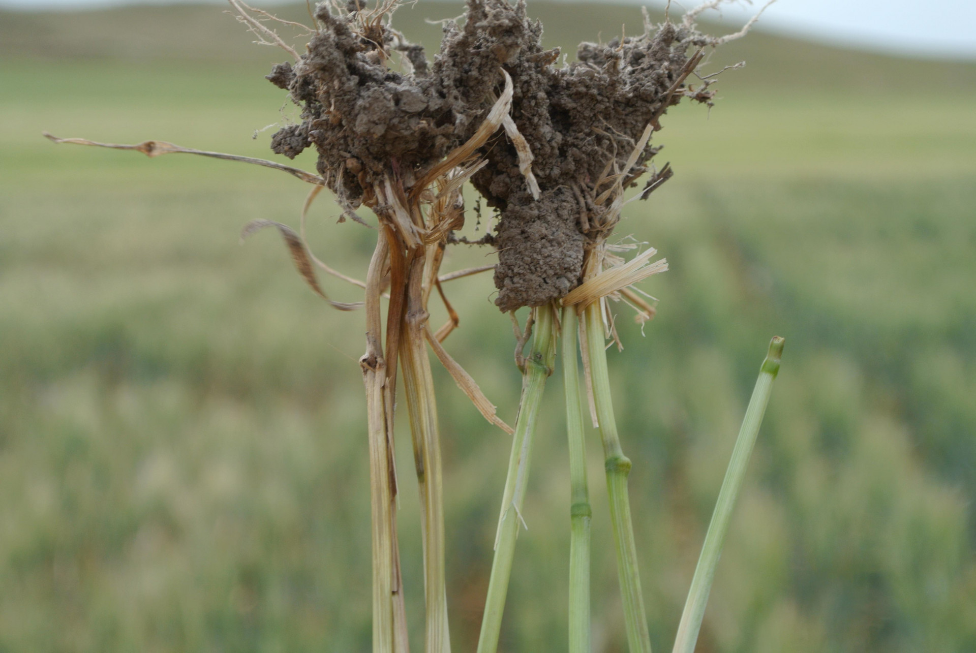 Wheat Disease Loss Estimates from the United States and Ontario, Canada — 2021