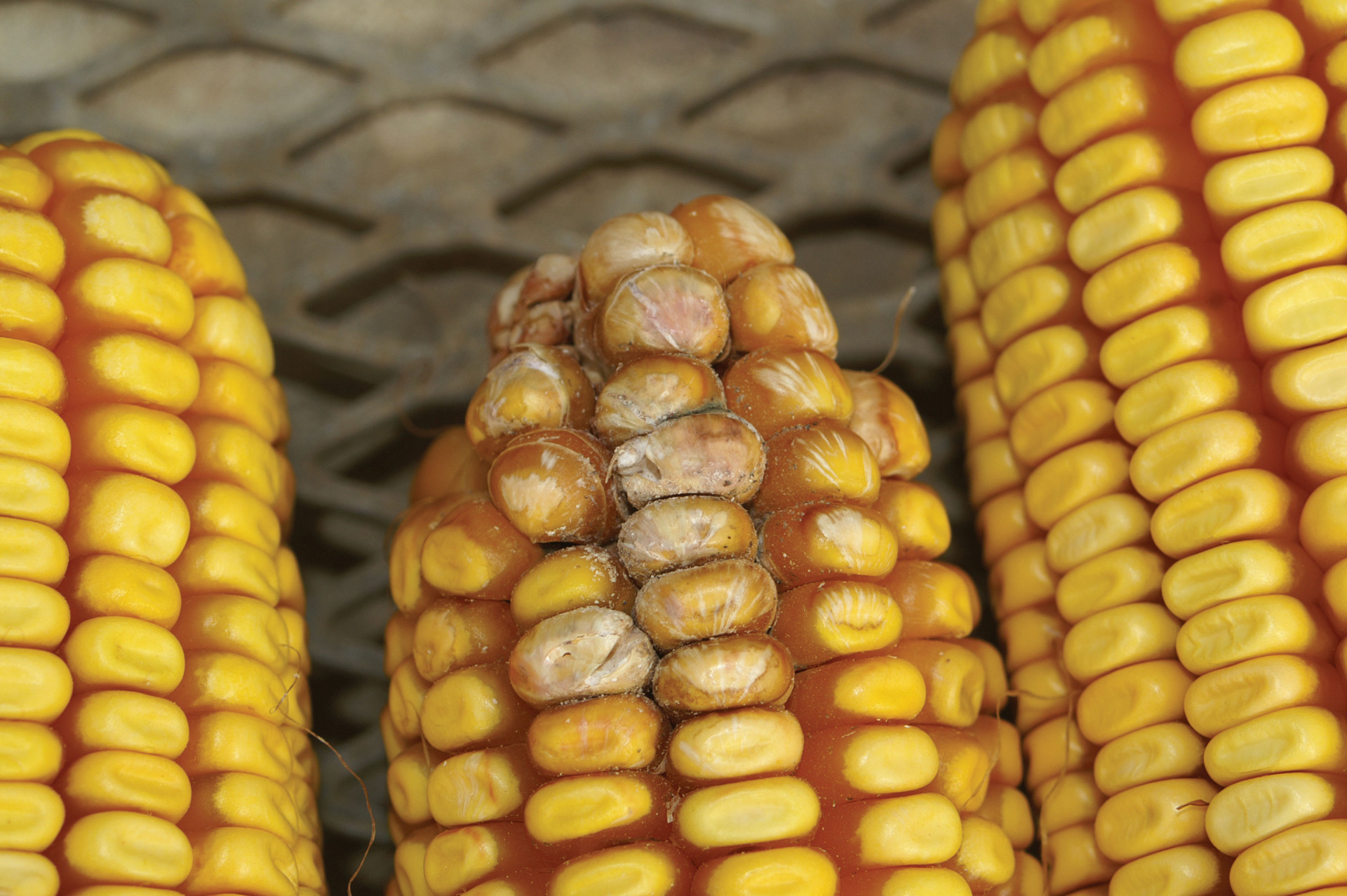 Corn Disease Loss Estimates From the United States and Ontario, Canada — 2017