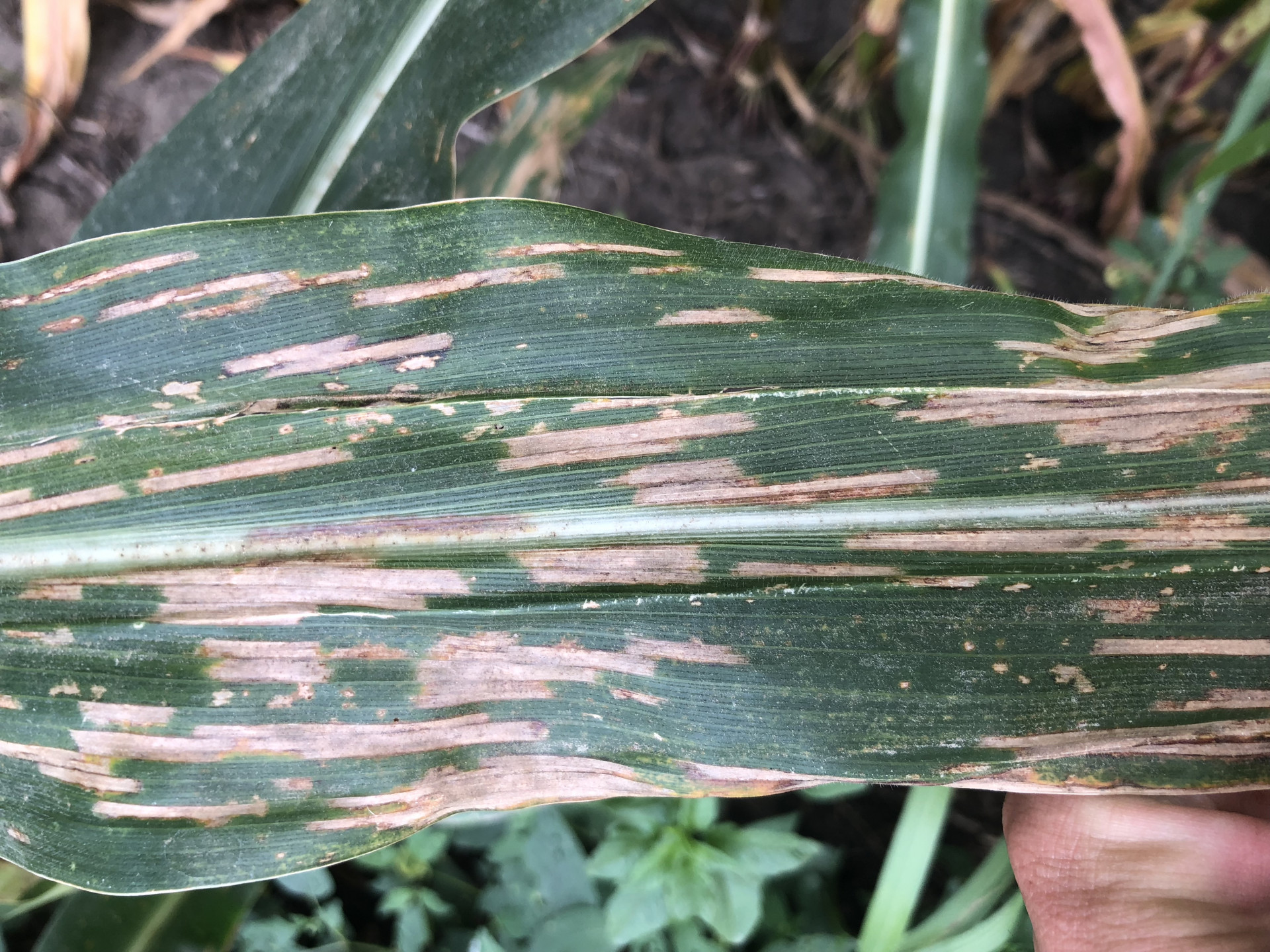 Corn Disease Loss Estimates From the United States and Ontario, Canada — 2018
