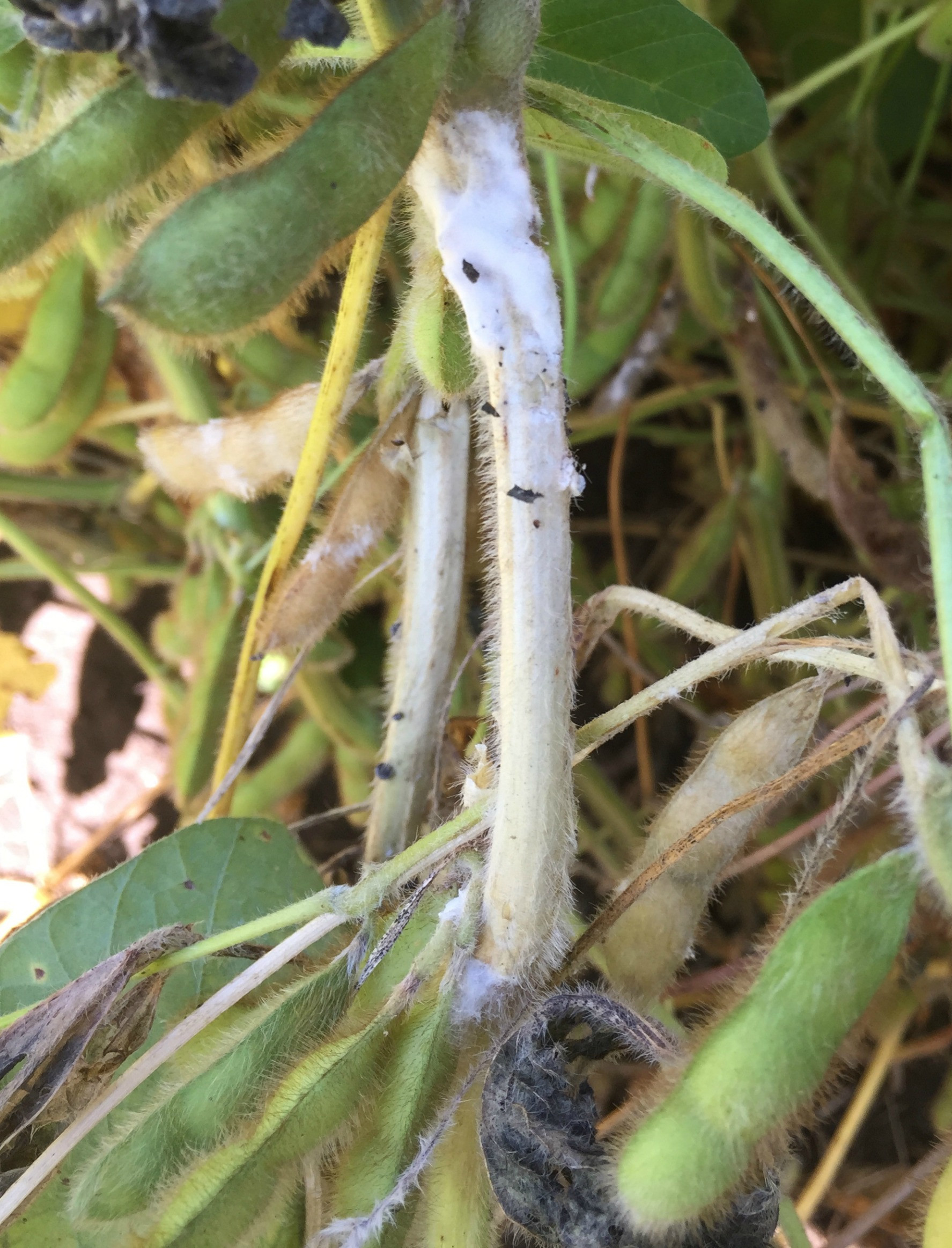 Soybean Disease Loss Estimates From the United States and Ontario, Canada — 2017