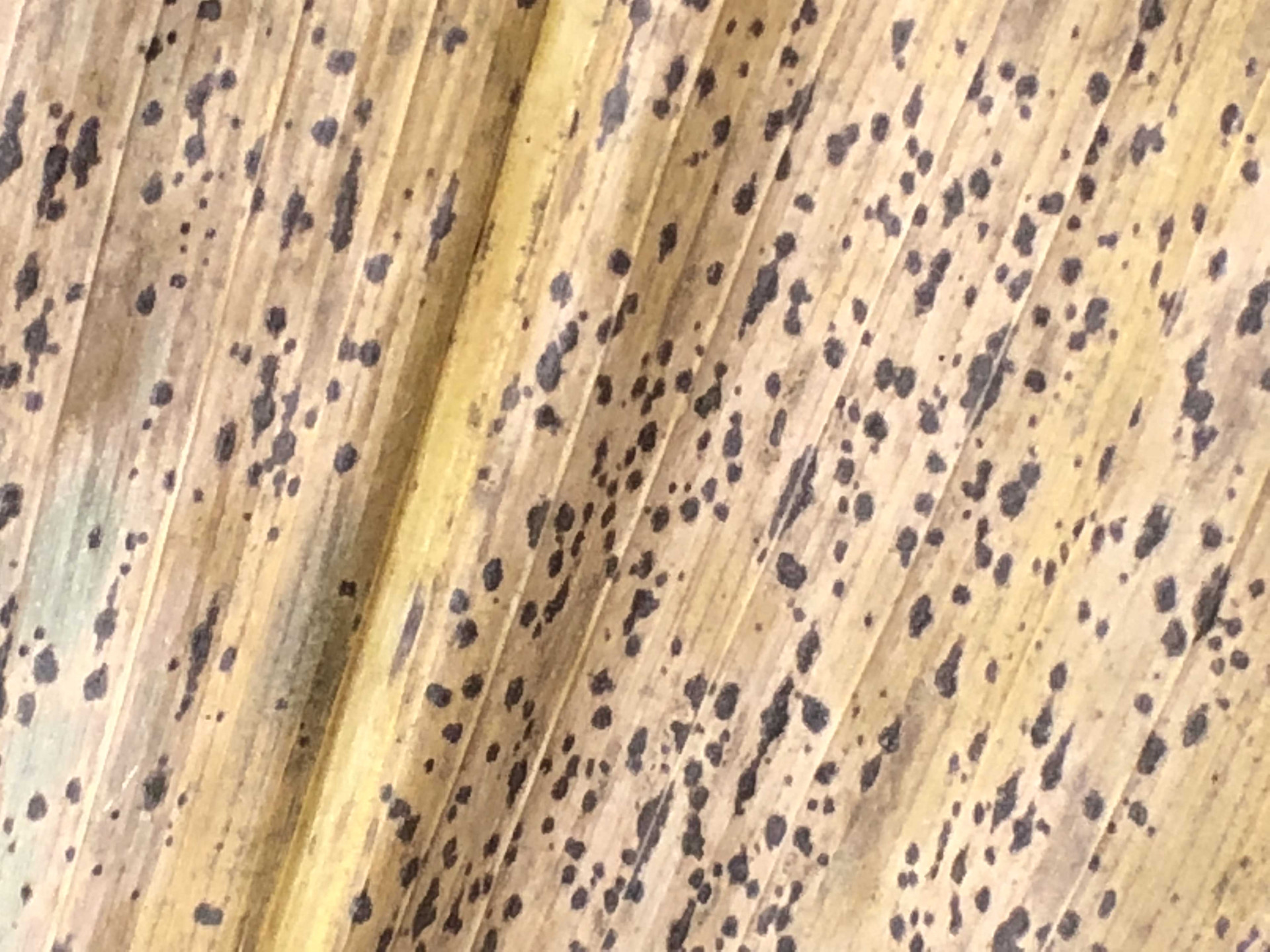 Corn Disease Loss Estimates From the United States and Ontario, Canada — 2021