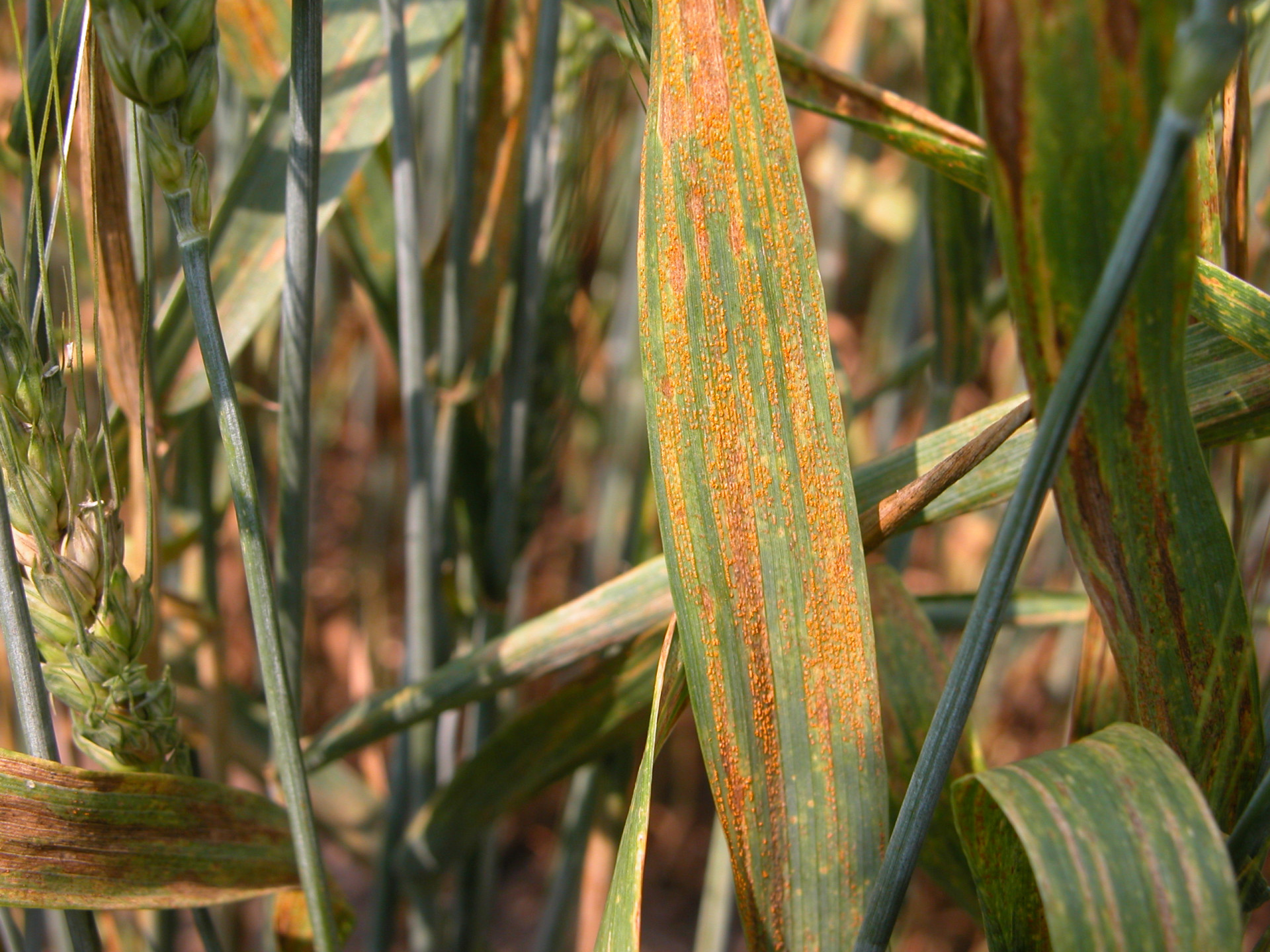 Wheat Disease Loss Estimates from the United States and Ontario, Canada — 2019