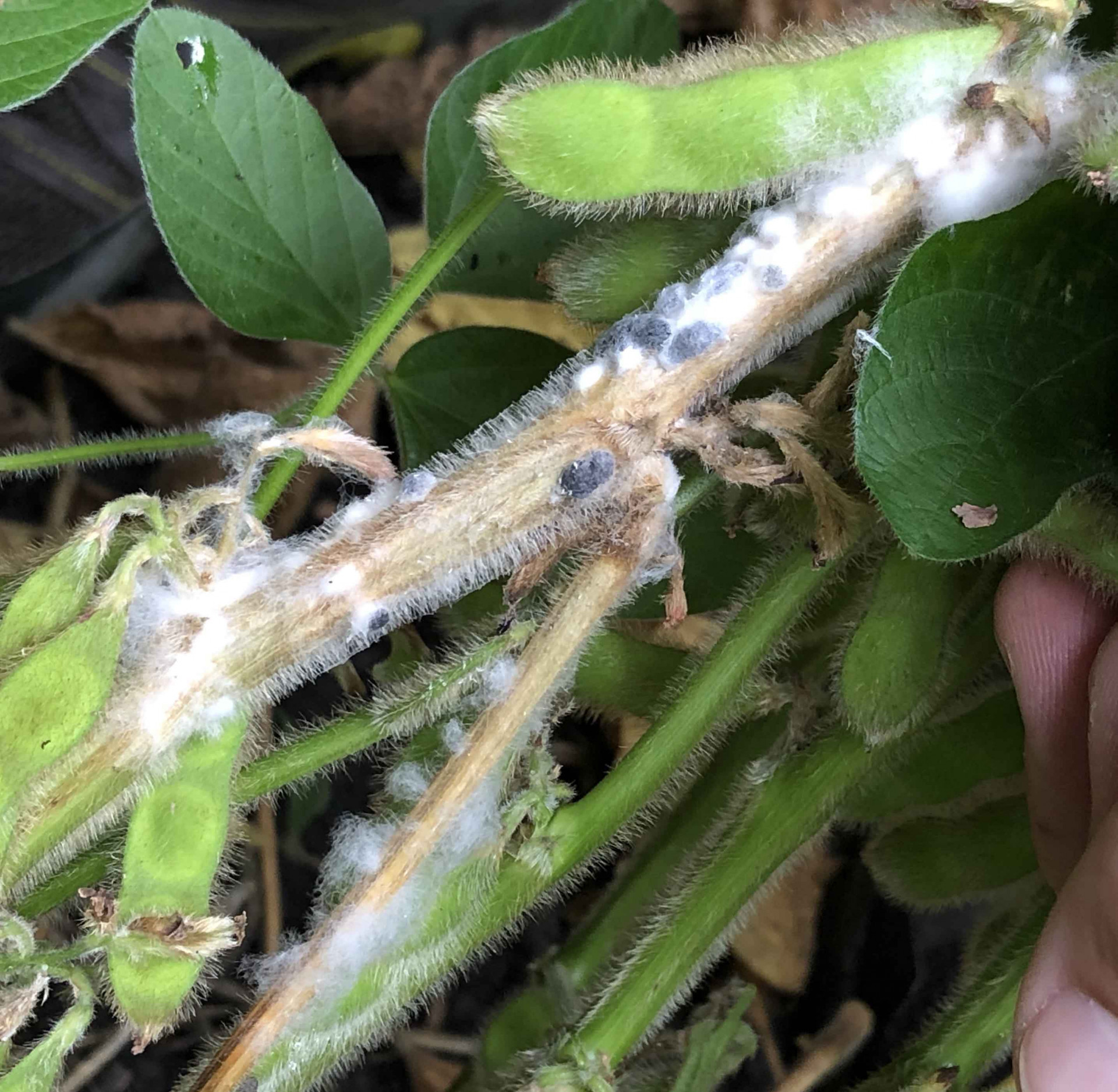 Modern Integrated Management Practices for Controlling White Mold of Soybean