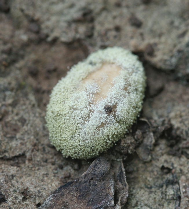 Using Atoxigenics to Manage Aflatoxin