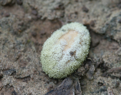 Using Atoxigenics to Manage Aflatoxin (Archived)