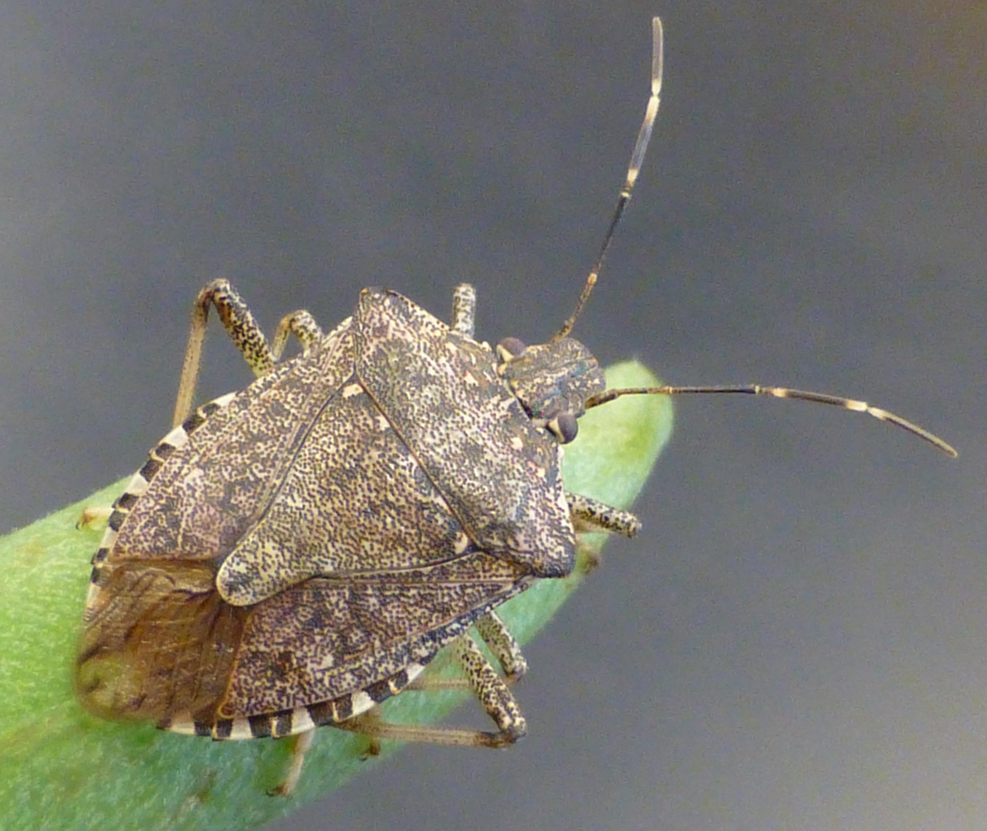 Corn Invertebrate Loss Estimates from the United States and Ontario, Canada — 2021