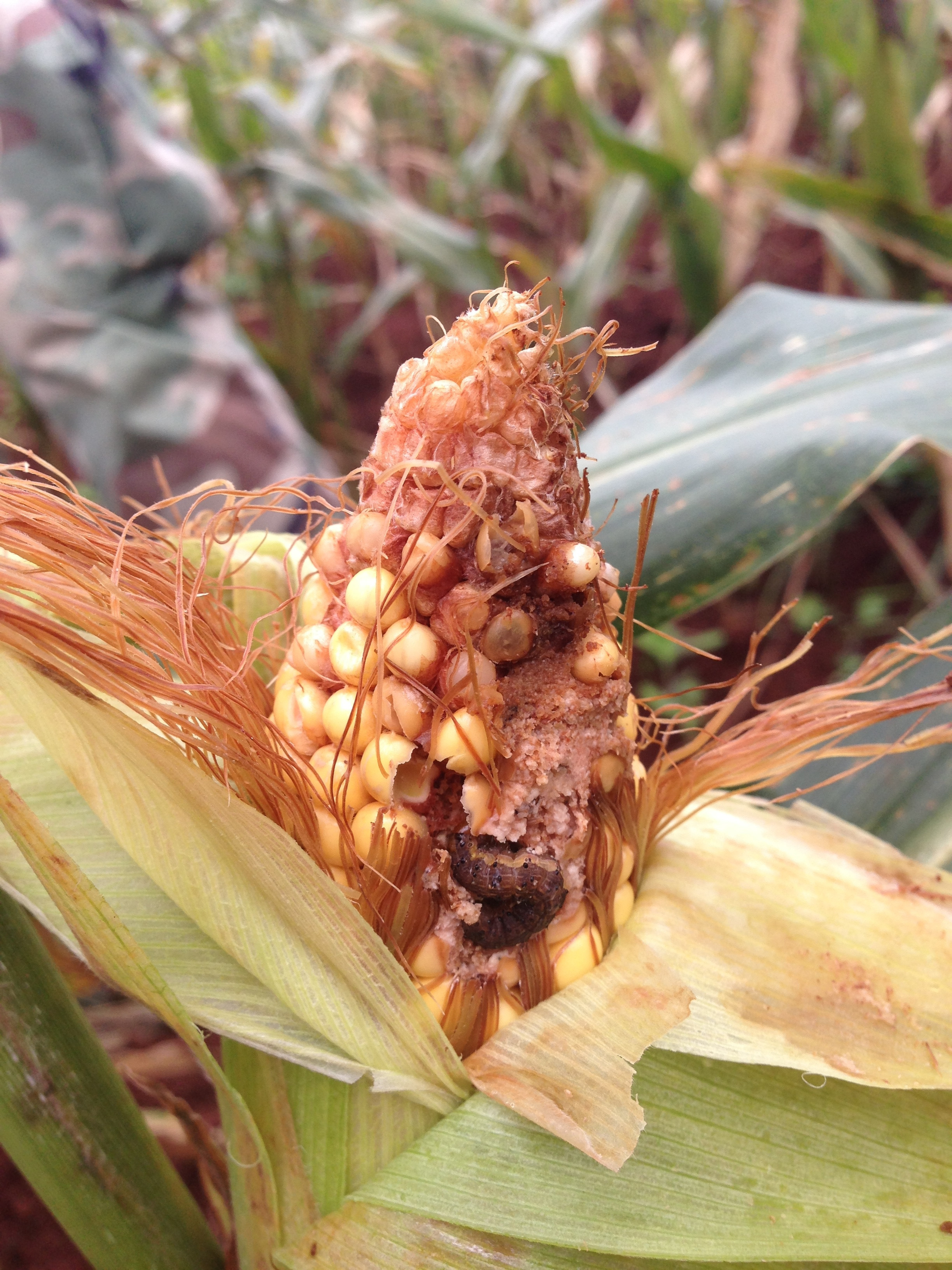 Corn Invertebrate Loss Estimates from the United States and Ontario, Canada — 2024