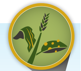 Cover Crops Do’s & Don't’s (Archived)