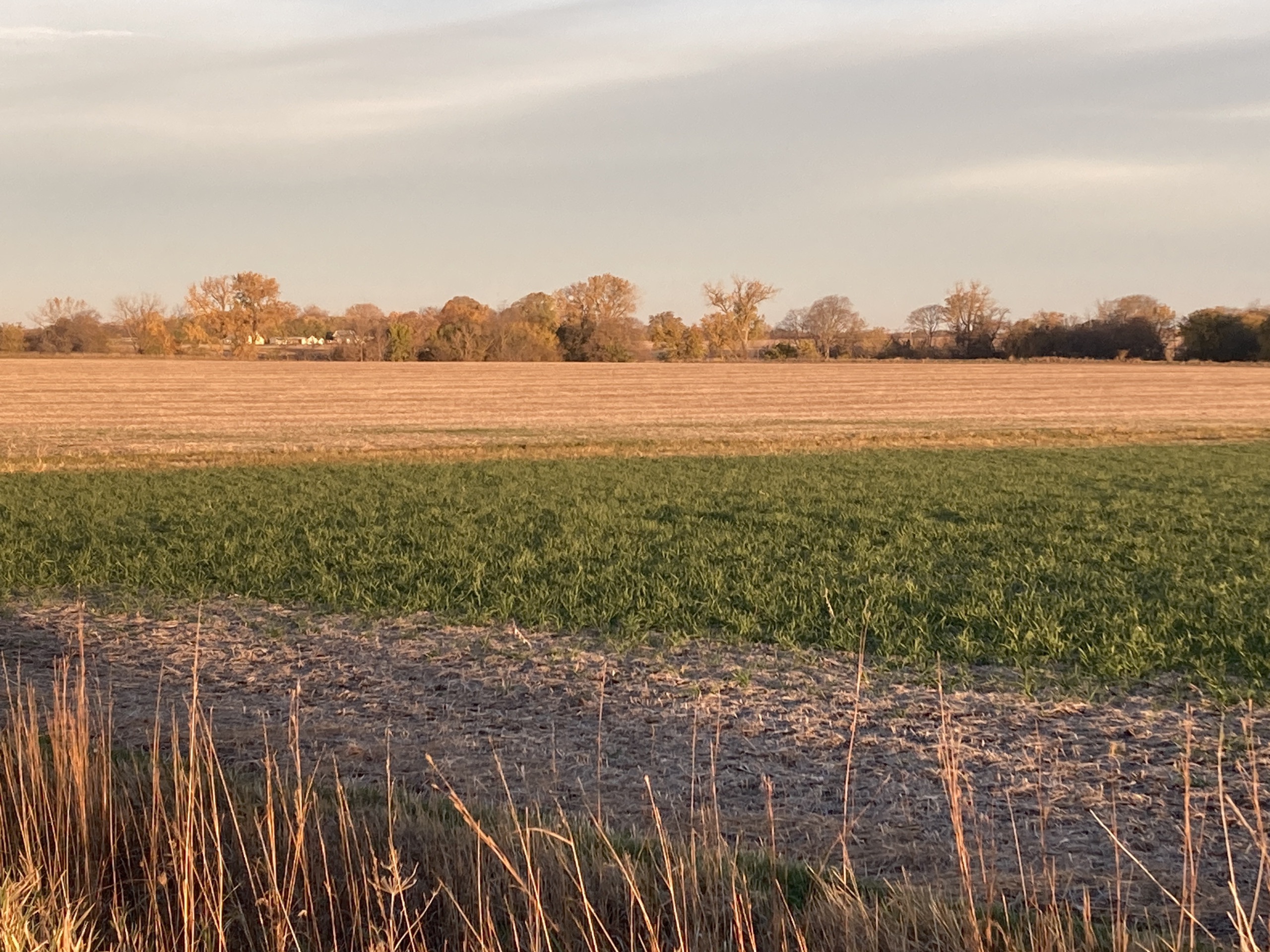 Cover Crops Do's and Don't's