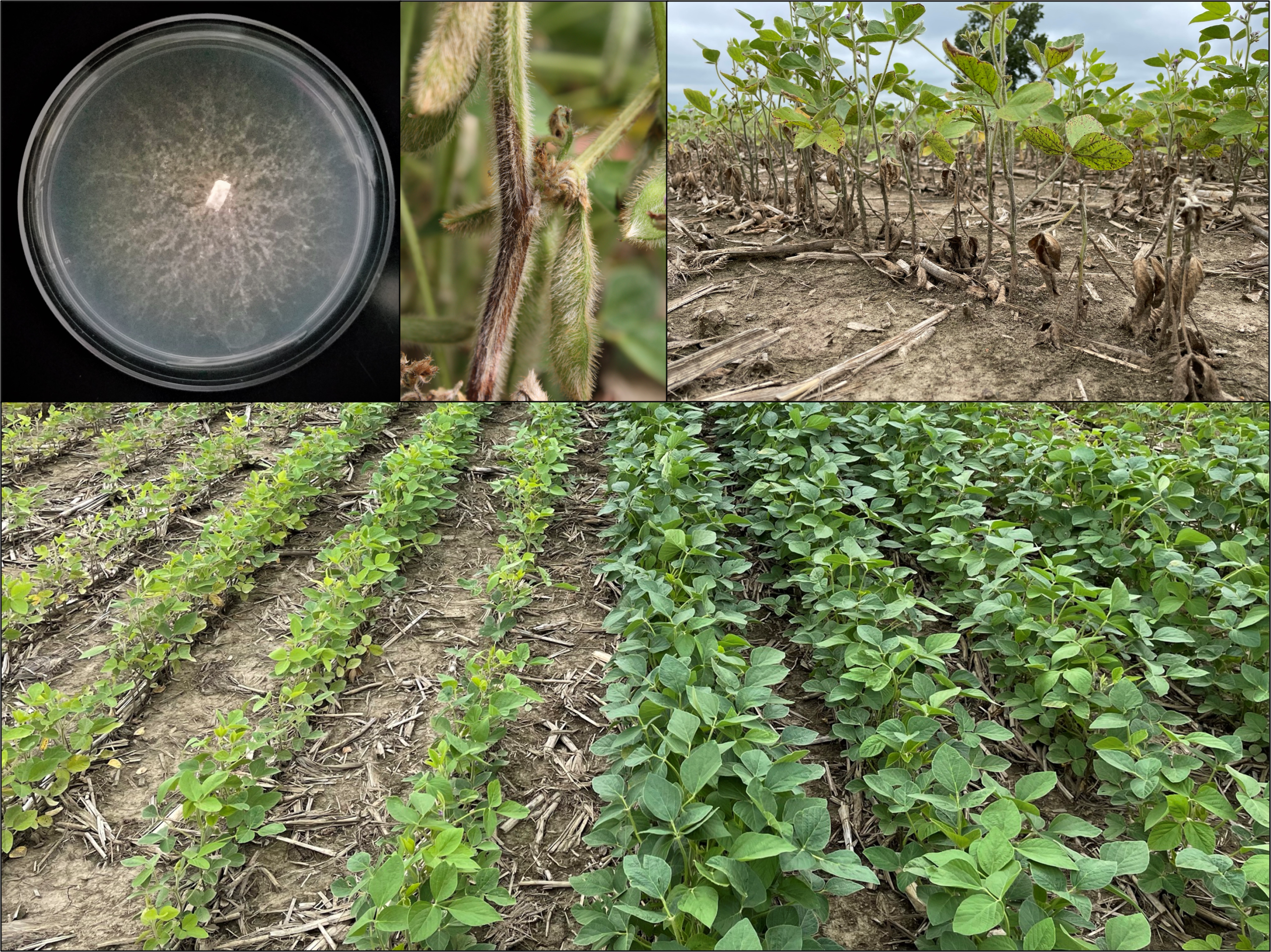 An Overview of Phytophthora Root and Stem Rot