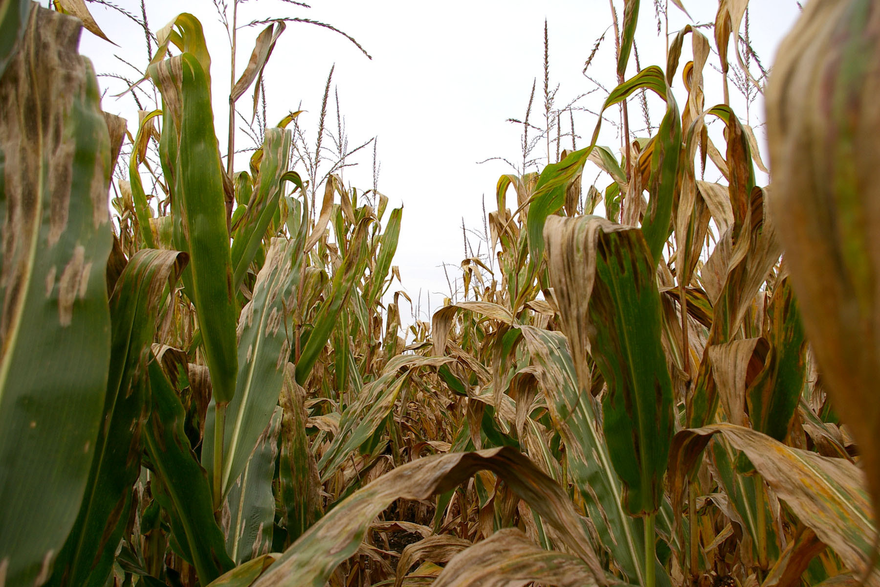 An Overview of Northern Corn Leaf Blight