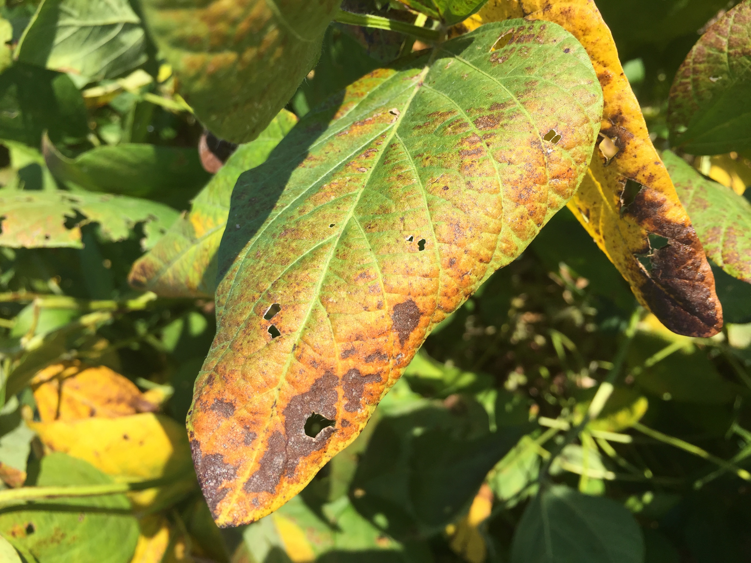 An Overview of Cercospora Leaf Blight of Soybean