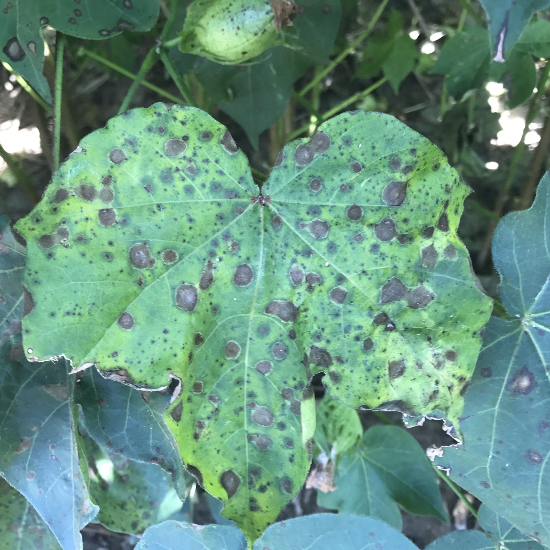 Cotton Disease Loss Estimates from the United States — 2022