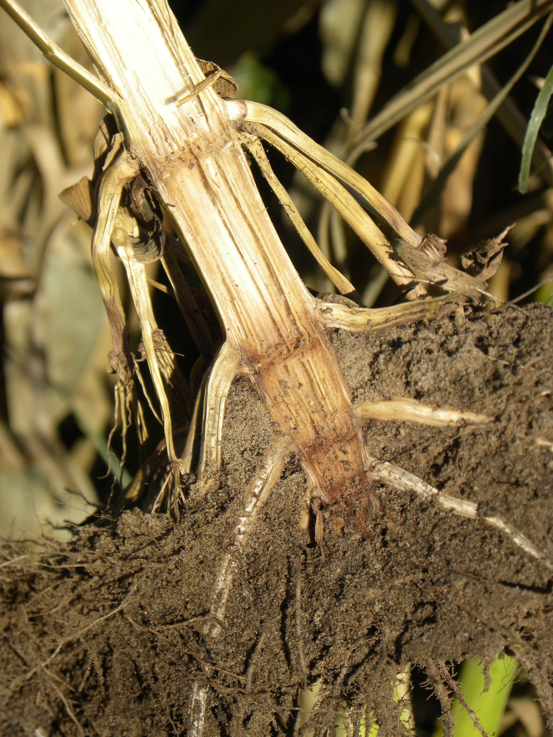 Frequently asked Questions about Crown Rot in Corn