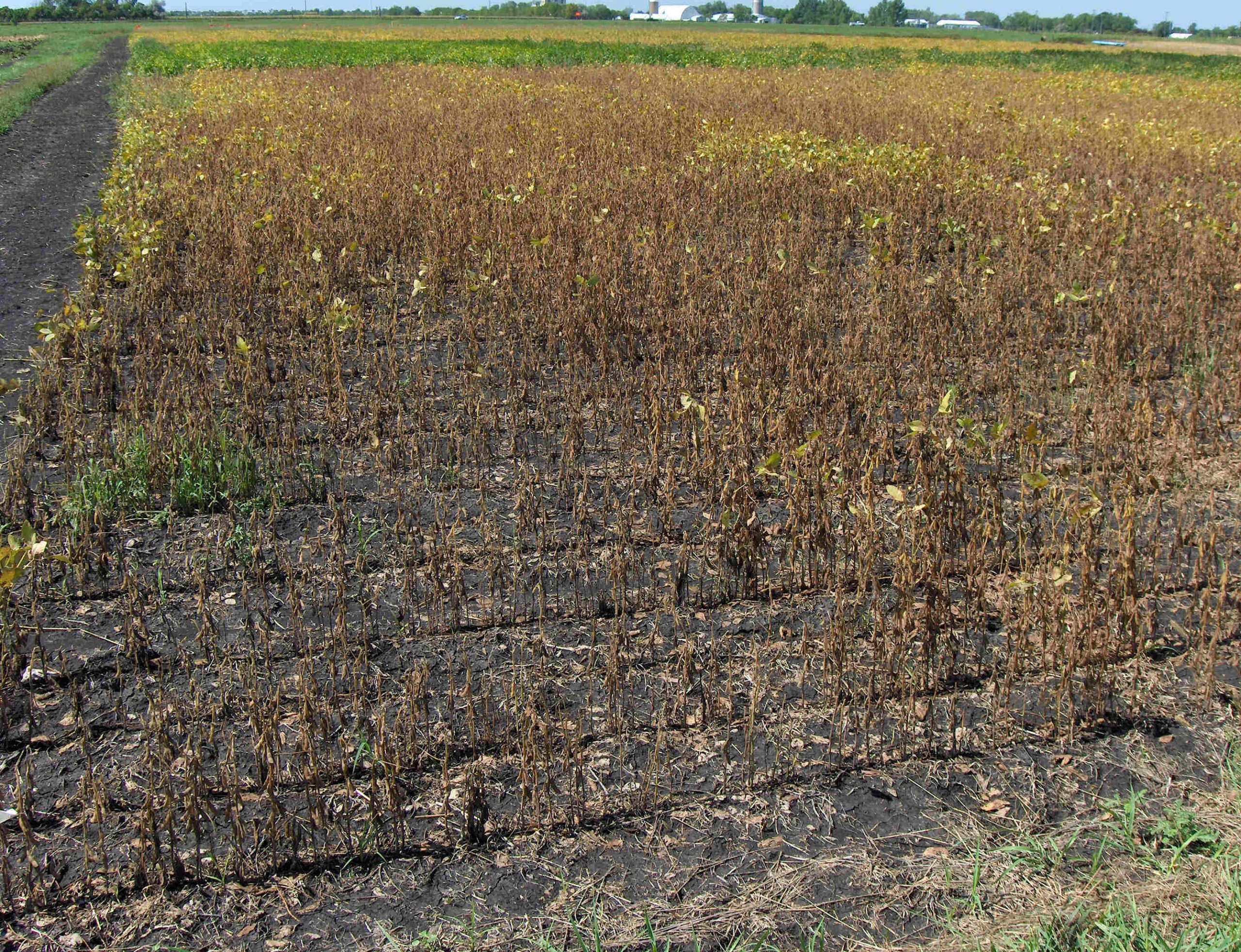 An Overview of Charcoal Rot of Soybean