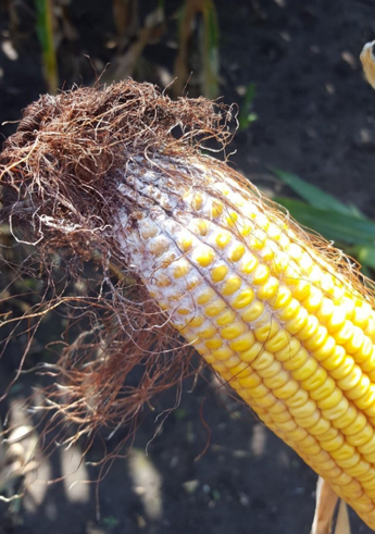 Where’s DON? Understanding Where Deoxynivalenol (DON) Accumulates in Corn Silage