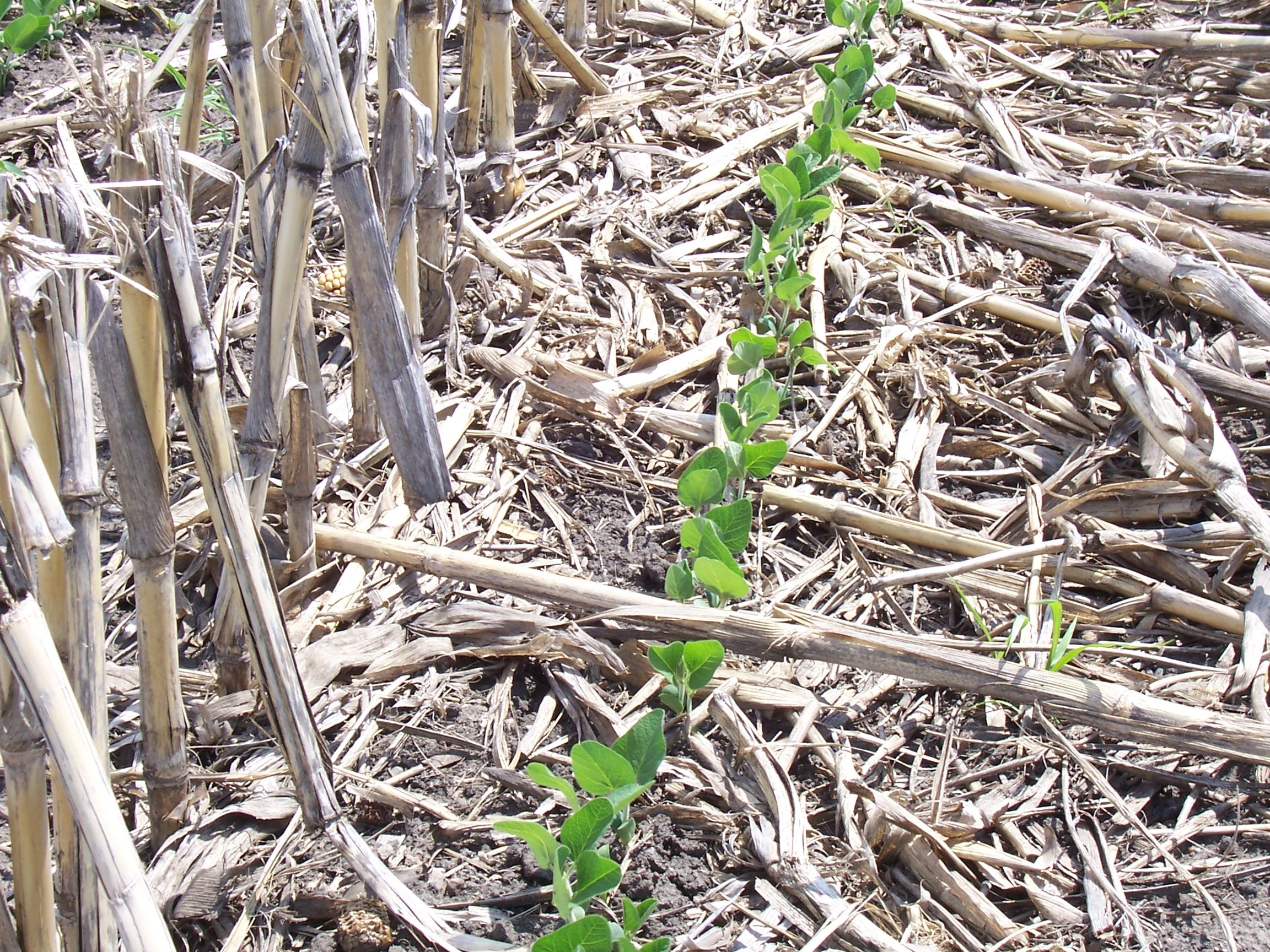 Factors to Consider Before Using a Soybean Seed Treatment
