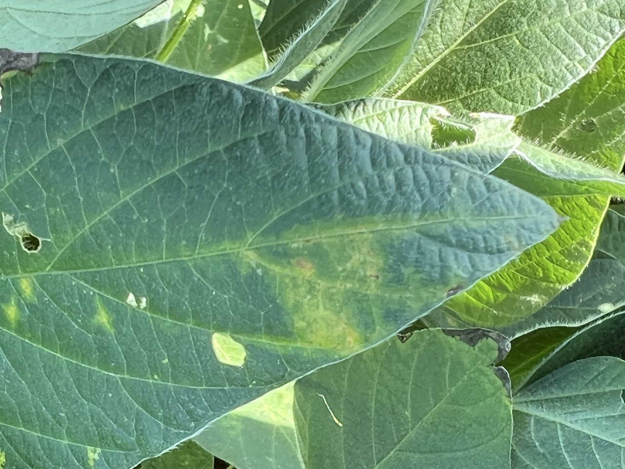 An Overview of Soybean Vein Necrosis Virus