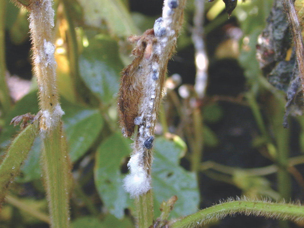 An Overview of White Mold