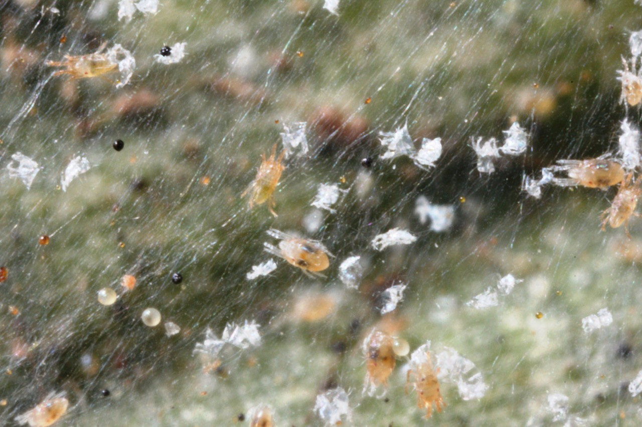 Corn Invertebrate Loss Estimates from the United States and Ontario, Canada — 2022