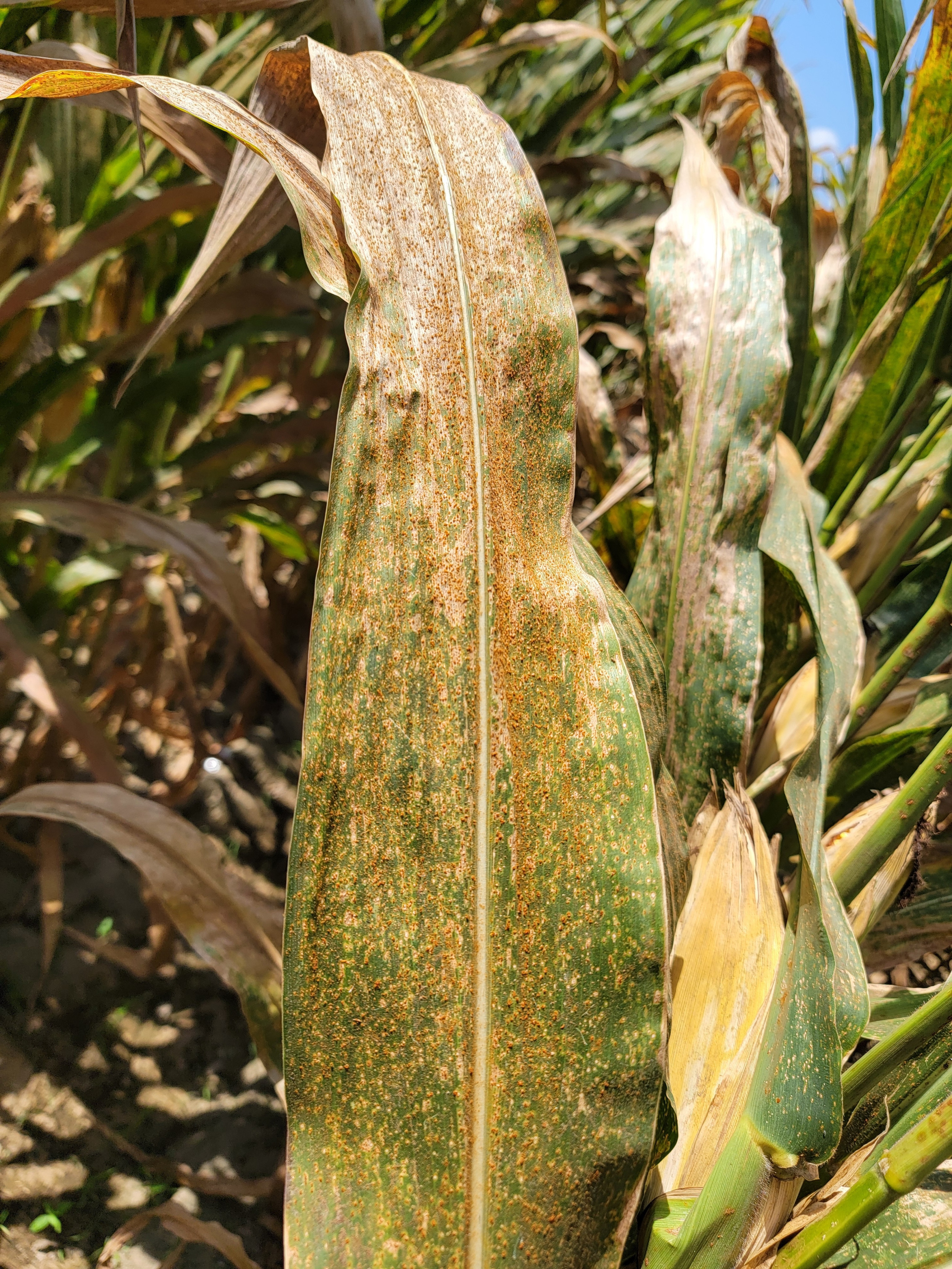 Corn Disease Loss Estimates from the United States and Ontario, Canada — 2025